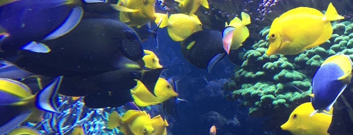 Long Island Aquarium & Exhibition Center (Atlantis Marine World) is one of Lieux qui ont plu à Keith.
