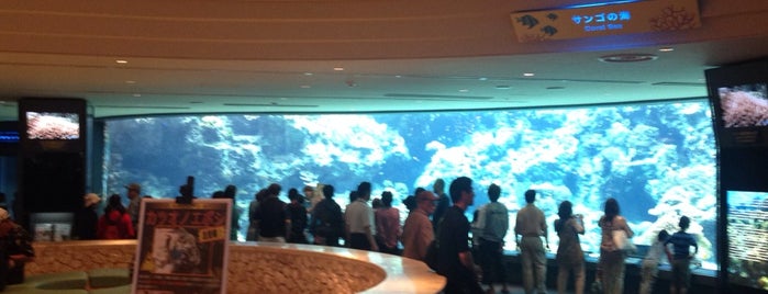 Okinawa Churaumi Aquarium is one of Nerd Heaven.