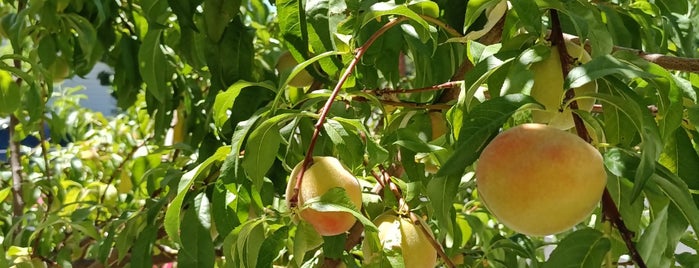 Great Basin Food Coop is one of Reno.