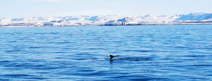 Andrea Whale Watching is one of Reykjavik.
