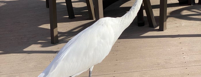 Jimmy's Fish House & Iguana Bar is one of Clearwater Beach, FL.