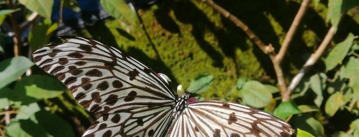 Kemenuh Butterfly Park is one of Orte, die Ibu Widi gefallen.