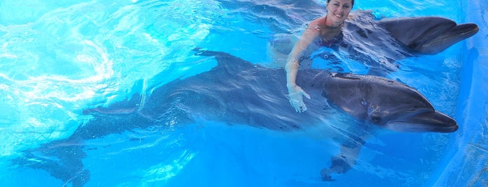 Dolphins World is one of Entertainments Hurghada.