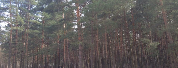 Есенинский лес is one of Lieux qui ont plu à Hasan.