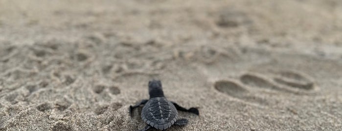 Campamento tortuguero Palmarito is one of México.