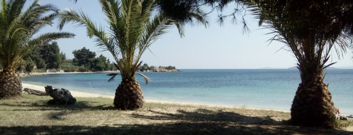 Mikri Elia is one of Sithonia's beaches.