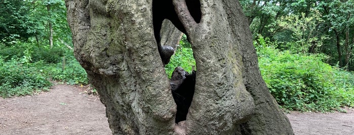 The Hollow Tree is one of London's best.