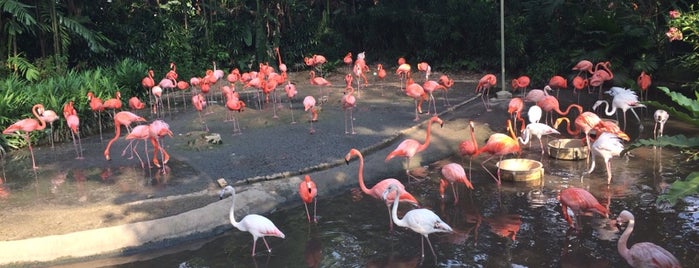 Jurong Bird Park is one of Touring-1.