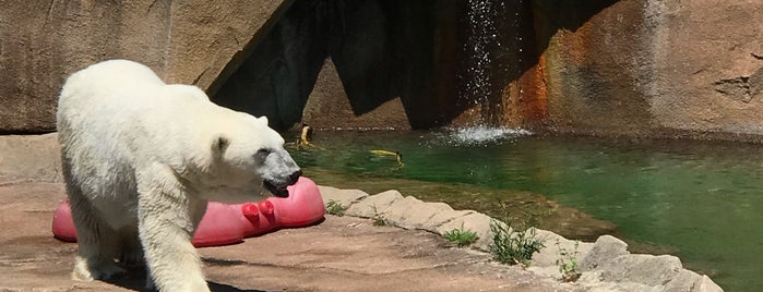 Polar Bear is one of The 15 Best Zoos in Milwaukee.