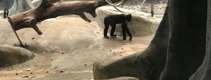 Stearns Family Apes of Africa is one of The 15 Best Zoos in Milwaukee.