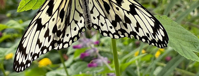 Butterfly House is one of Put-In-Bay.