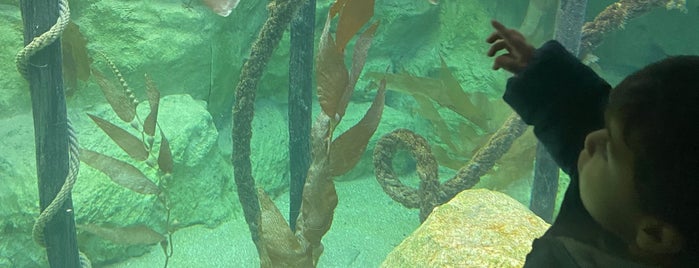 Grand Aquarium de Saint-Malo is one of Bretagne.