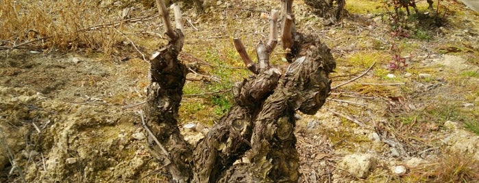 bodegas jilaba is one of Basque Country.