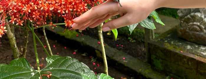 Kemenuh Butterfly Park is one of Ubud.