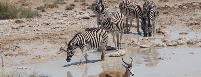 Etosha National Park is one of Lena's Saved Places.