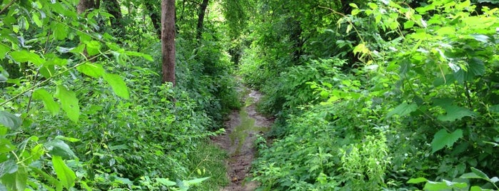 Molin Nature Area is one of Hitting Up All the Ann Arbor Parks!.