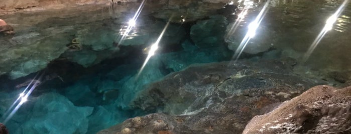 Cenote San Ignacio is one of Marioさんの保存済みスポット.