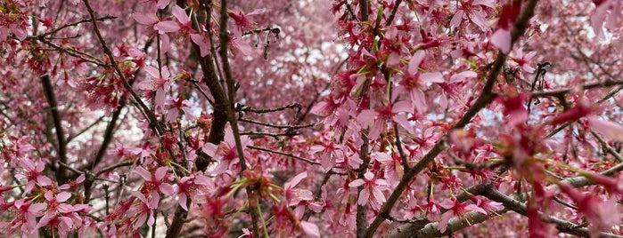 Branch Brook Park Cherry Blossom Track is one of Orte, die Aniruddha gefallen.
