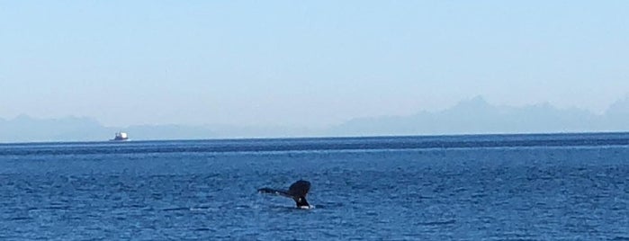 Whale watching is one of Seattle spots.