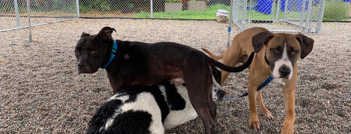 spcaLA PD Pitchford Companion Animal Village & Education Center is one of Lieux qui ont plu à Dan.