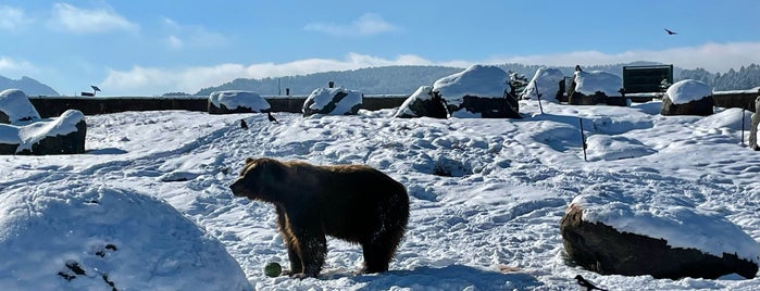 Montana Grizzly Encounter is one of June 2024 Road-trip.