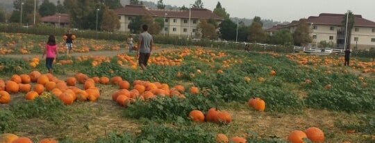 Cal Poly Pumpkin Patch is one of Ryanさんのお気に入りスポット.