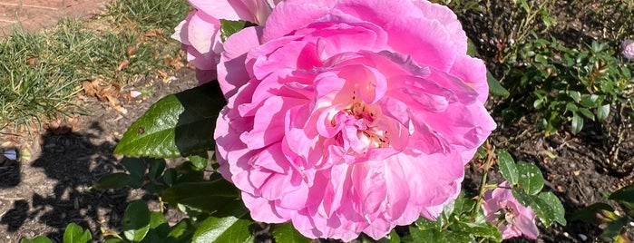 Biltmore Rose Garden is one of NORTH CACKALACKA.