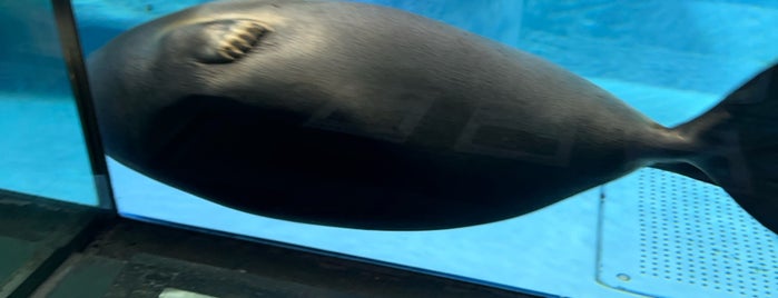 鳥羽水族館 is one of 三重和歌山.