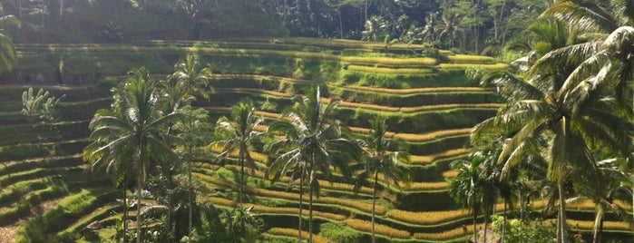 Tegallalang Rice Terraces is one of Исследуем Бали! Explore Bali!.