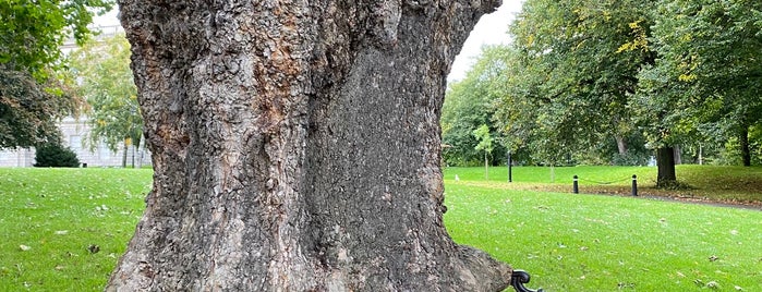 The Hungry Tree is one of What To Do in Dublin.