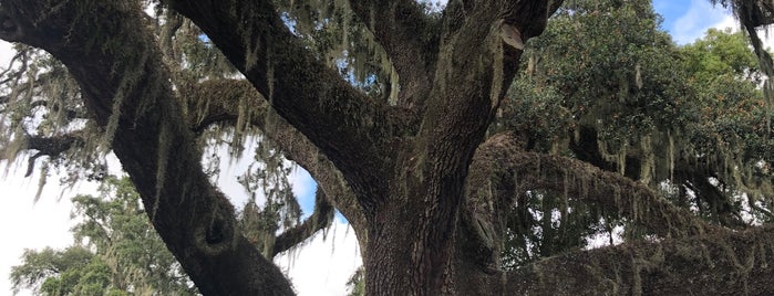 Bearss Groves Farmer's Market is one of Carrollwood Local Faves.