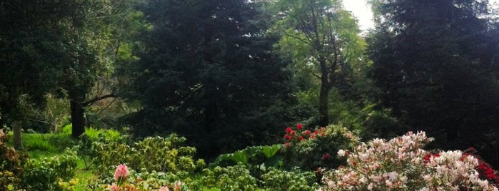 John McLaren Memorial Rhododendron Dell is one of Lugares favoritos de Bourbonaut.