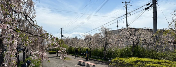日中線のしだれ桜 is one of Sakura.