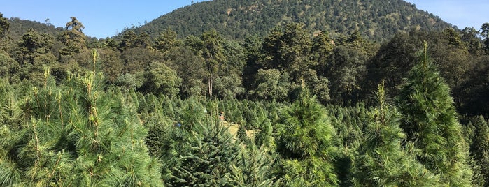 Bosque De Los Arboles De Navidad is one of Lugares favoritos de Verónica.