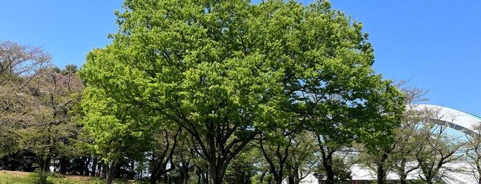 Hikichidai Park is one of 大和市・綾瀬市の公園.