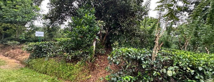 Handunugoda Tea Plantation is one of Sri lanka 🇱🇰.