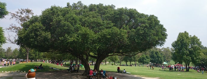 Parque Metropolitano is one of Locais curtidos por York.