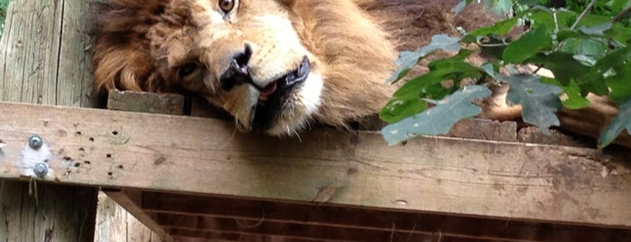 Exotic Feline Rescue Center is one of Lions, Tigers & Bears.