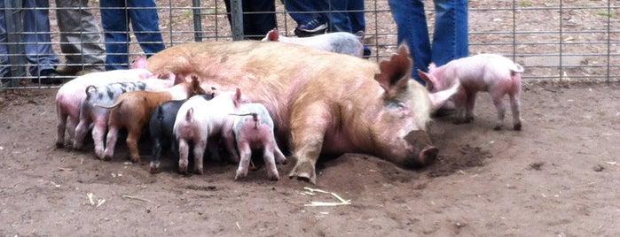 Green Meadows Farm is one of Locais curtidos por Lily.