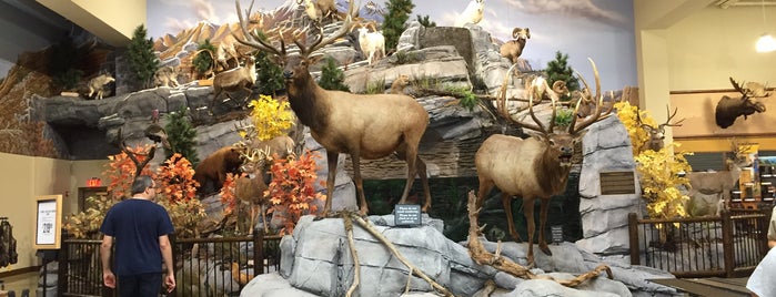 Cabela's is one of Orte, die Mike gefallen.