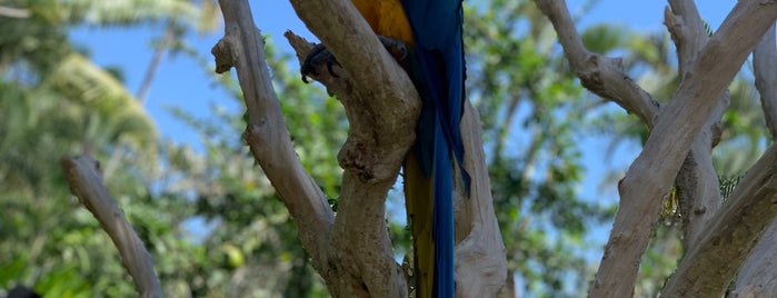Bali Bird Park is one of Recommendations.