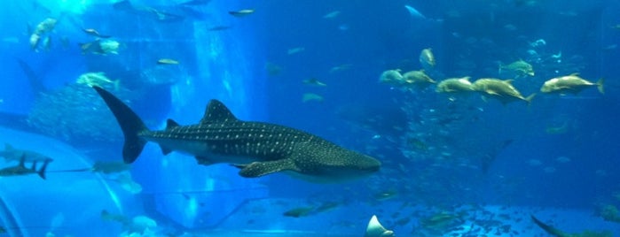 Okinawa Churaumi Aquarium is one of Okinawa ✿ 沖縄.