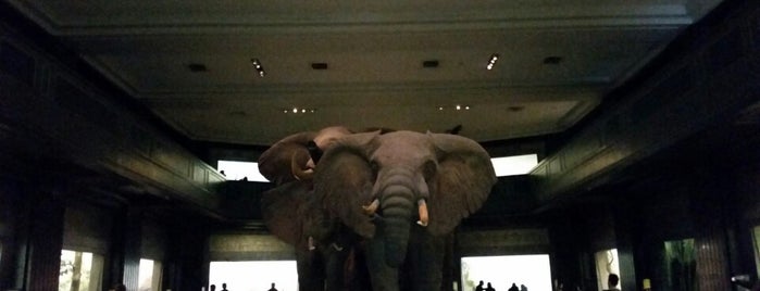 Hall of North American Mammals is one of The 13 Best History Museums in the Upper West Side, New York.