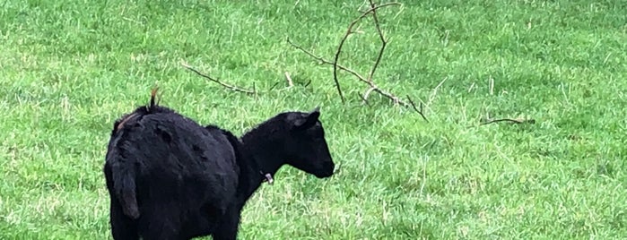 Main Ridge Dairy is one of Lugares favoritos de El Greco Jakob.