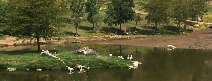 Central Africa Field Enclosure is one of สถานที่ที่ Ana María ถูกใจ.