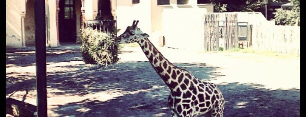 Bioparco is one of To-do in Rome.