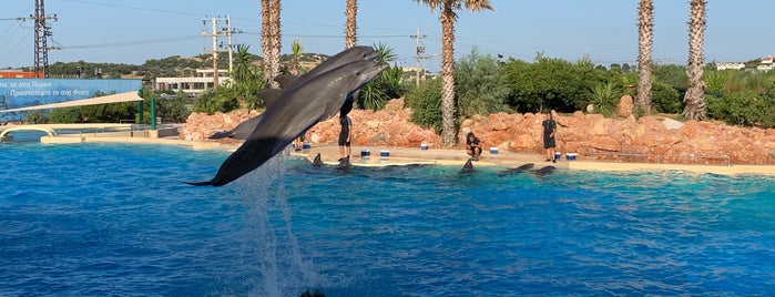 dolphin show is one of Athens Best: For kids.