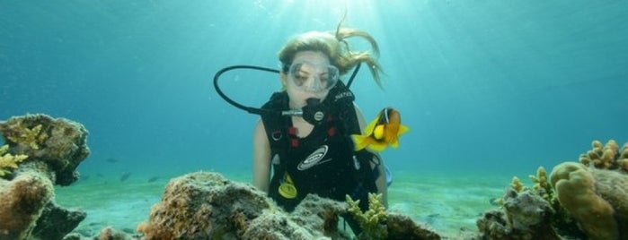 Manta Diving Club is one of Tempat yang Disukai Shachar.