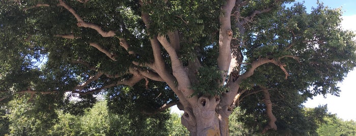 Tindora - The oldest tree on Island Krk is one of Ivan's Saved Places.