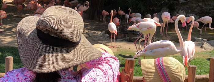 Flamingo Exhibit is one of Orte, die Ryan gefallen.